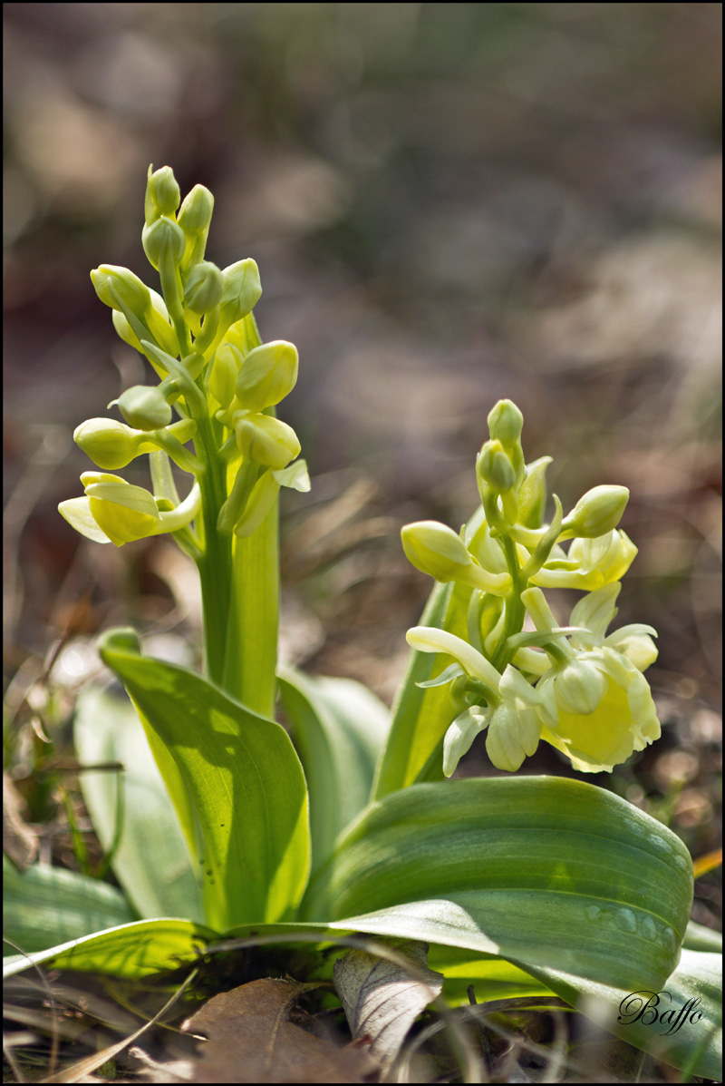 Orchis pallens